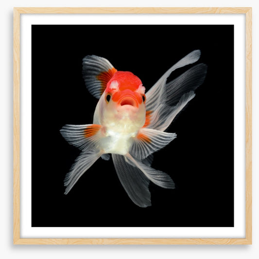 Fish / Aquatic