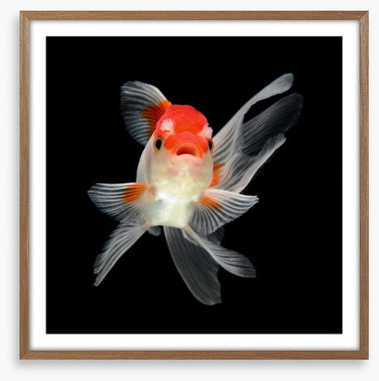 Fish / Aquatic