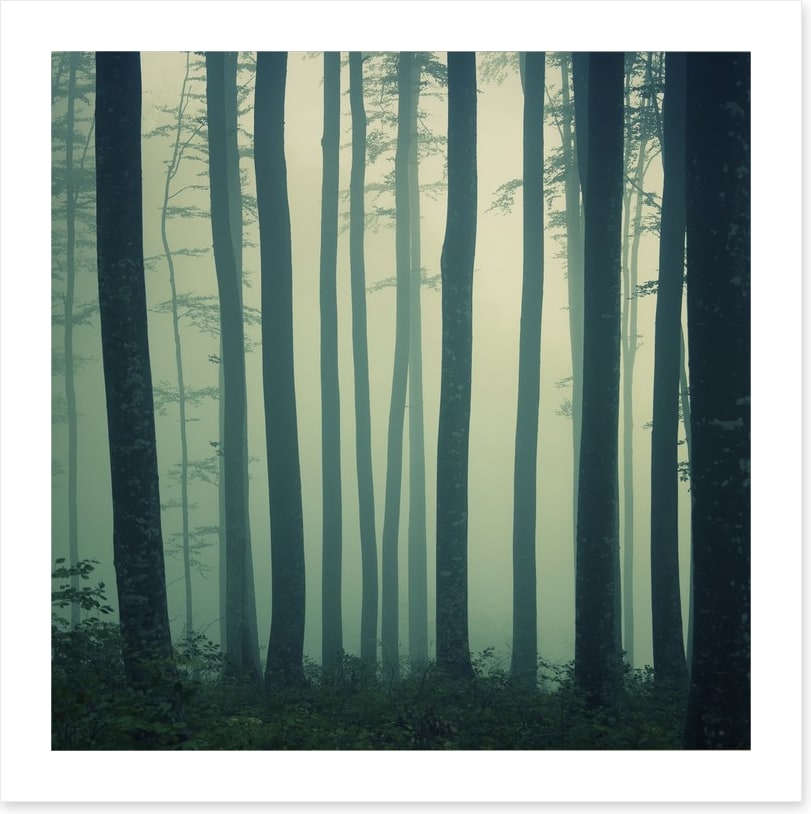 Mystic foggy beech forest