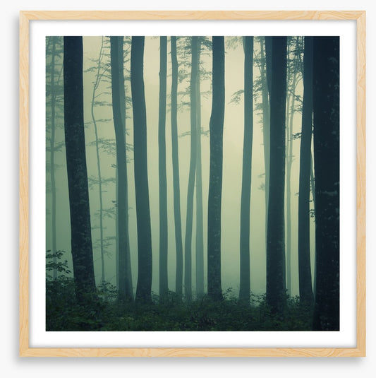 Mystic foggy beech forest