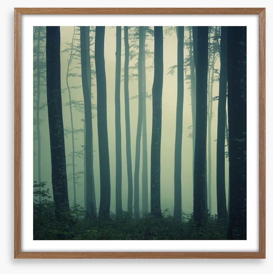 Mystic foggy beech forest