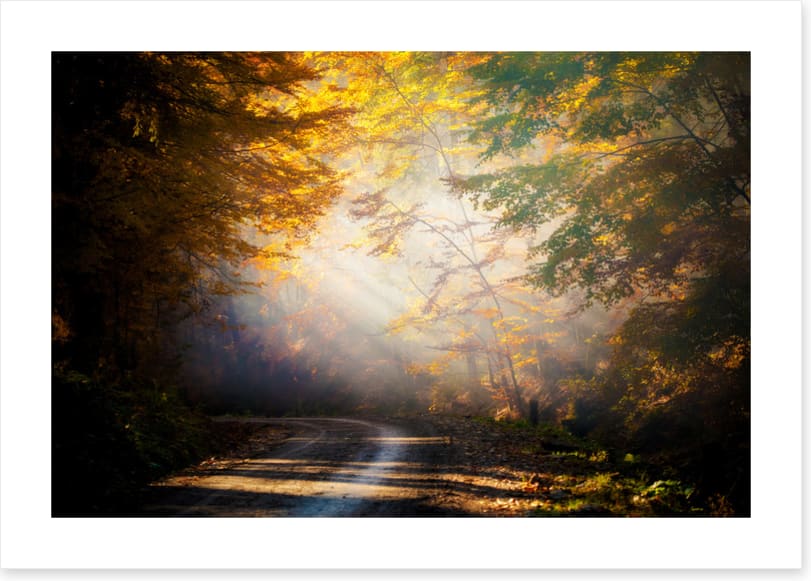 Forests
