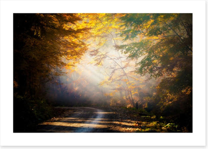 Forests