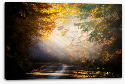 Forests
