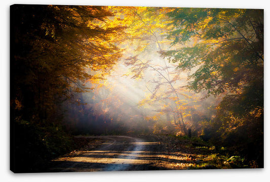 Forests