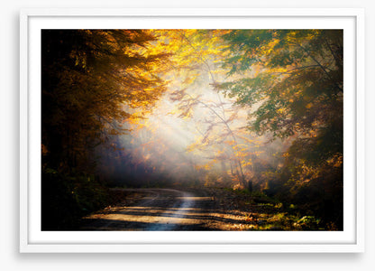 Forests