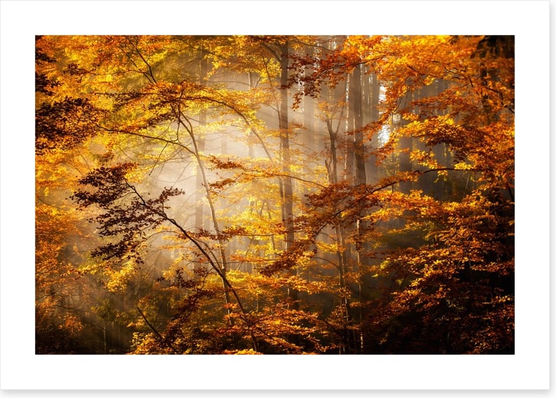 Shadows of fall