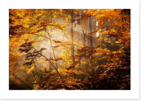 Shadows of fall