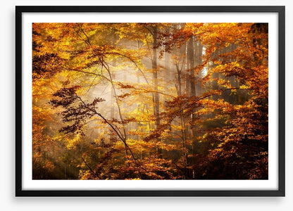Shadows of fall