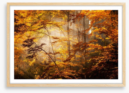 Shadows of fall