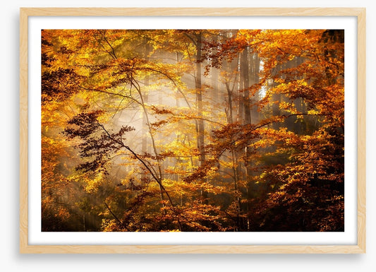 Shadows of fall
