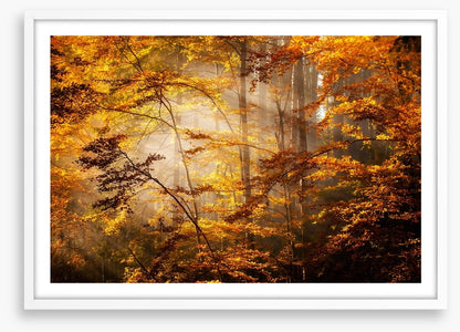 Shadows of fall