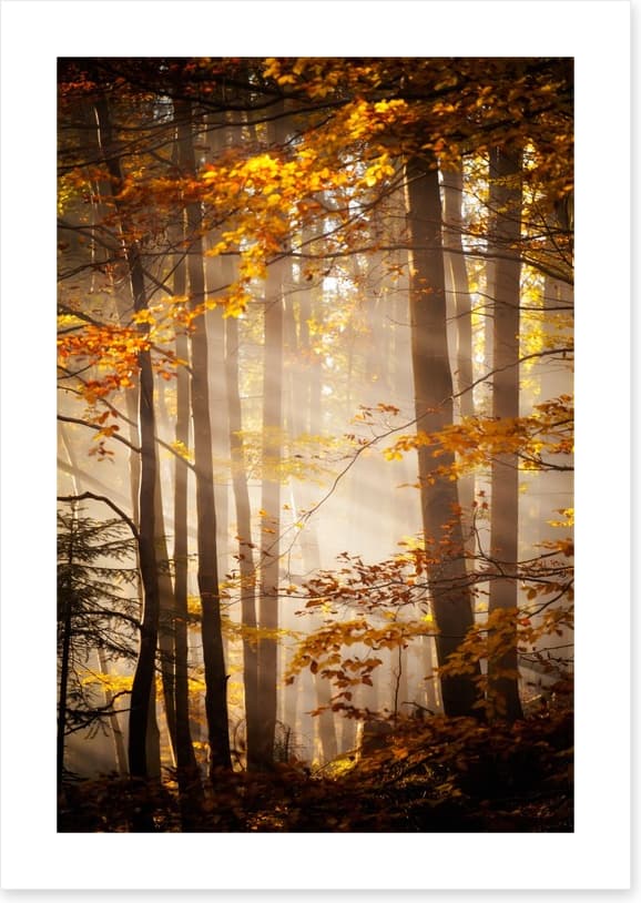 Sunlight in the Autumn woods