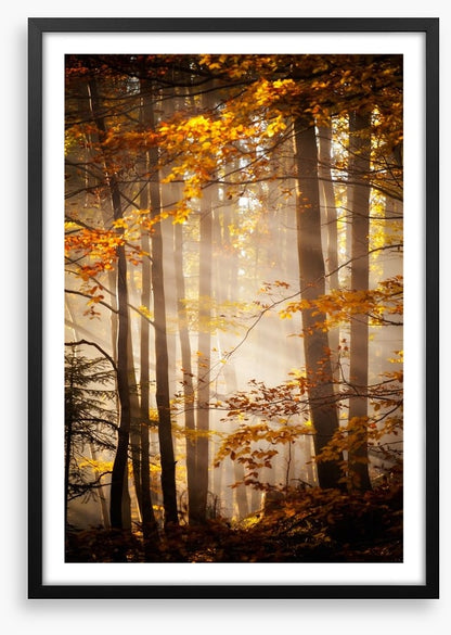 Sunlight in the Autumn woods