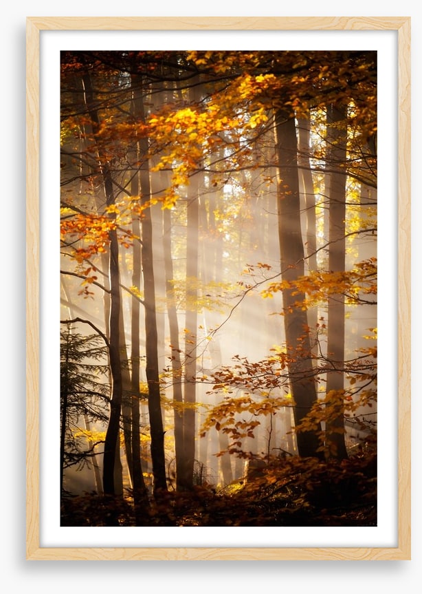 Sunlight in the Autumn woods