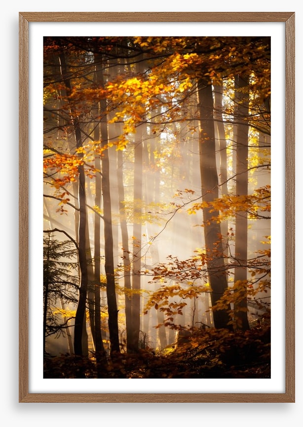 Sunlight in the Autumn woods