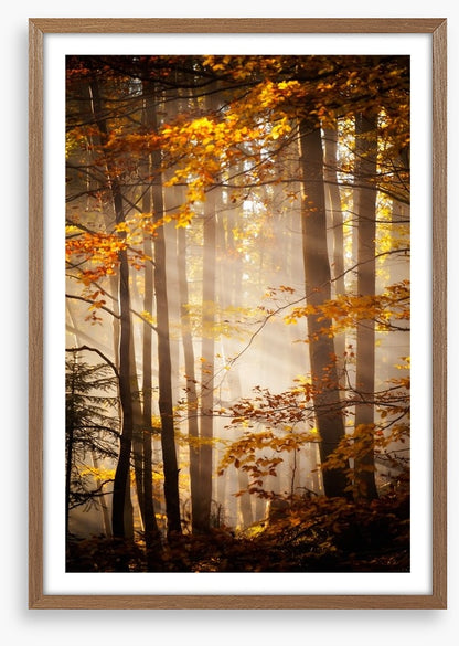 Sunlight in the Autumn woods
