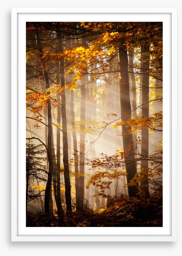 Sunlight in the Autumn woods