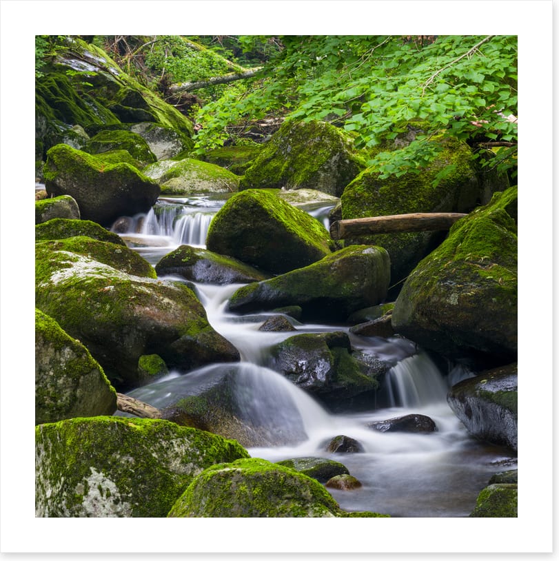 Moss creek cascades