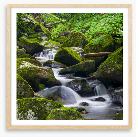 Moss creek cascades