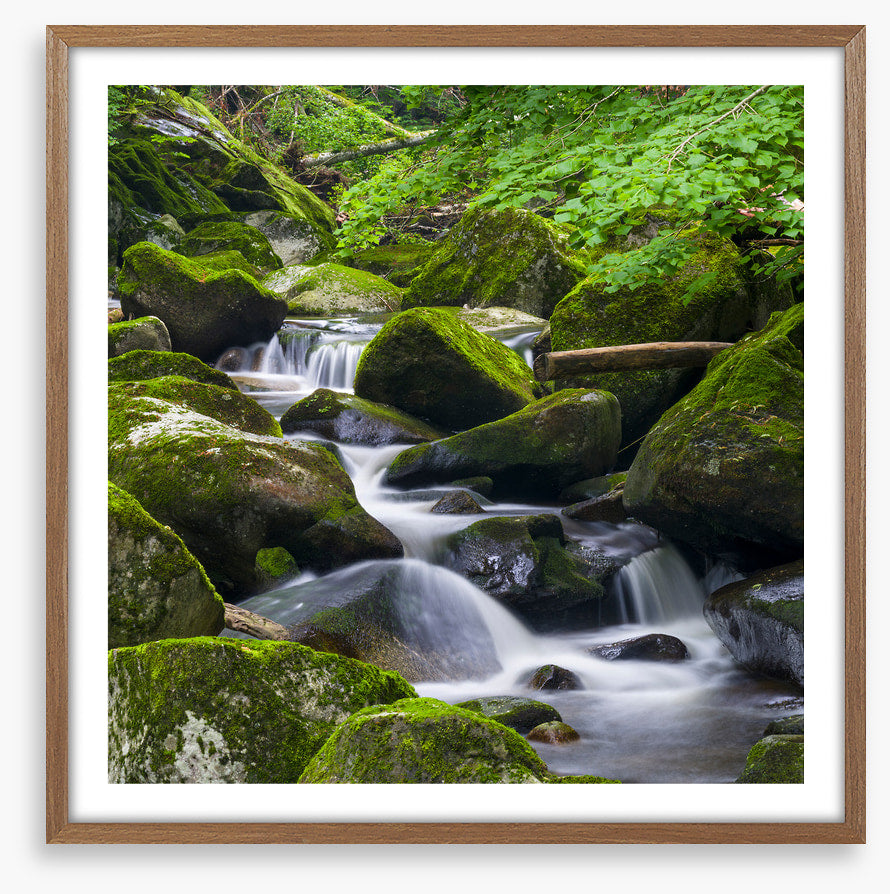 Moss creek cascades