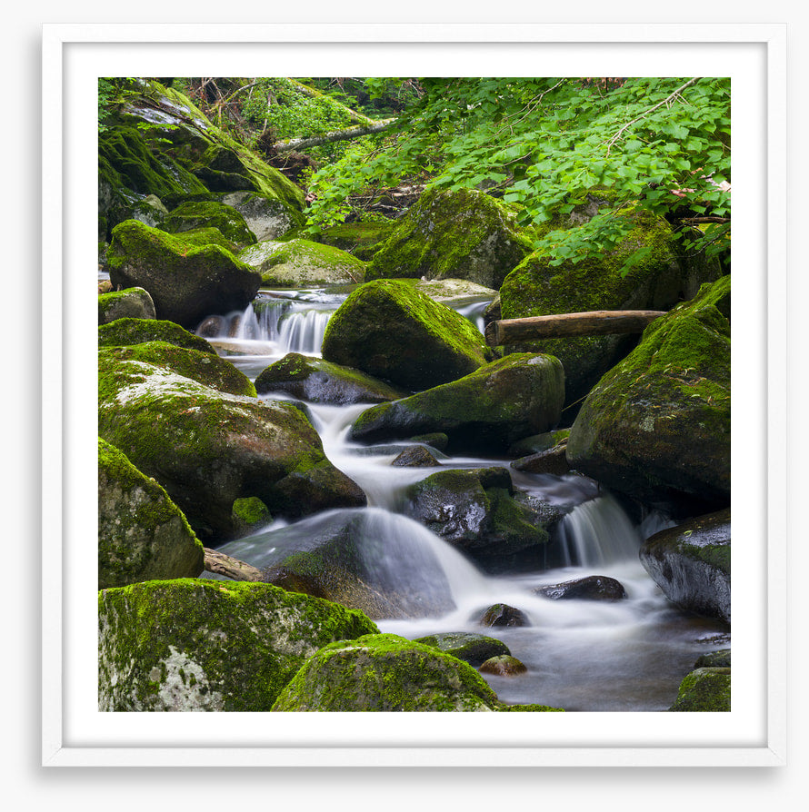 Moss creek cascades