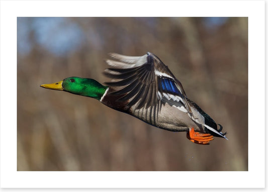 Flying duck