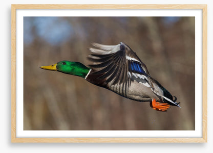 Flying duck