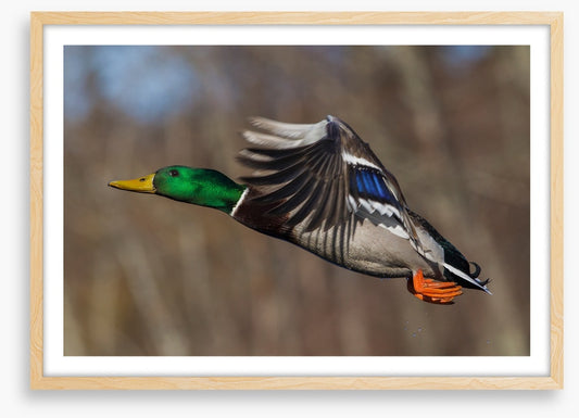 Flying duck