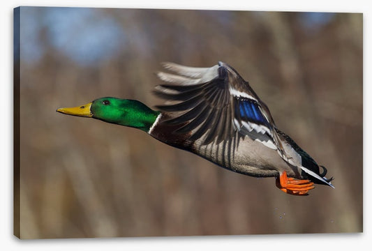 Flying duck