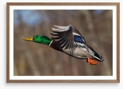 Flying duck