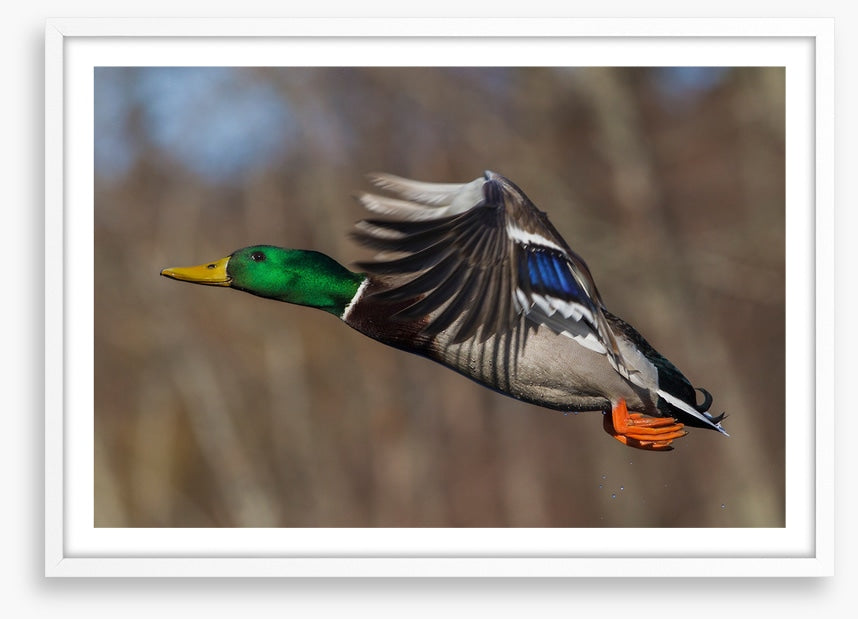 Flying duck