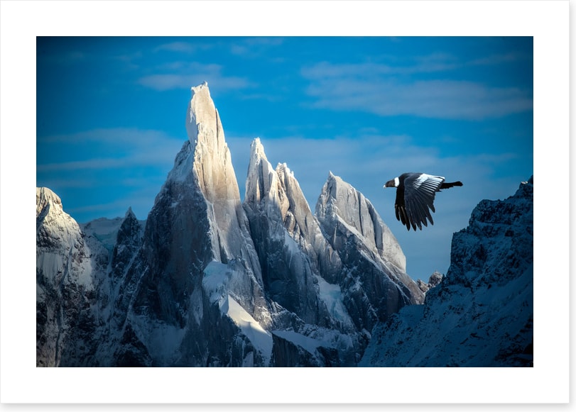 Andean condor flight