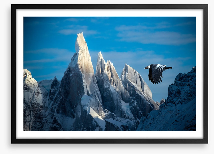 Andean condor flight
