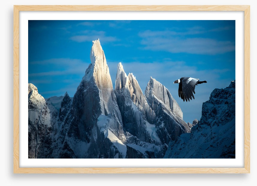 Andean condor flight