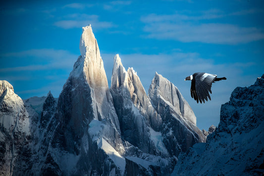 Andean condor flight