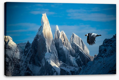 Andean condor flight