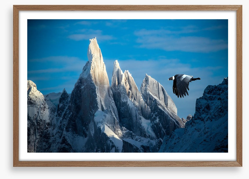 Andean condor flight