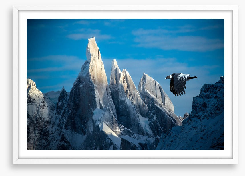 Andean condor flight