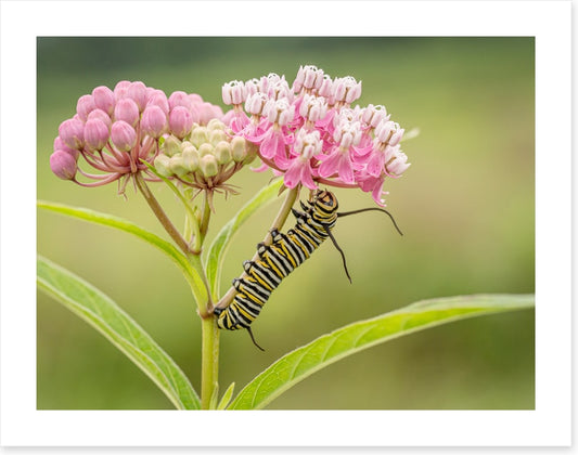 Insects