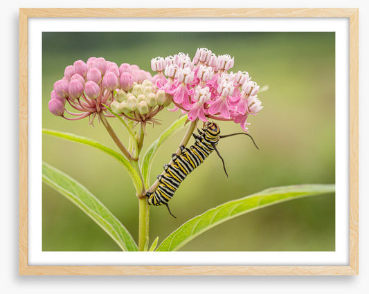Insects