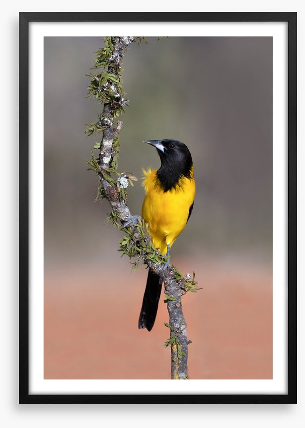 Audubon's oriole