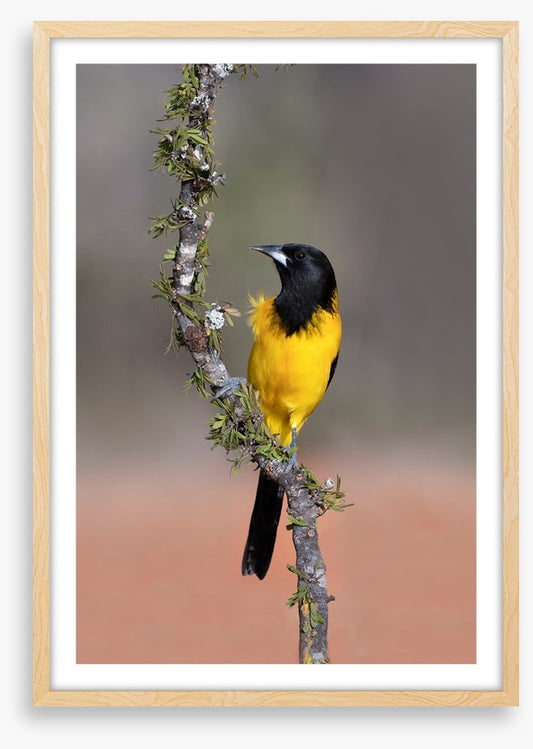Audubon's oriole
