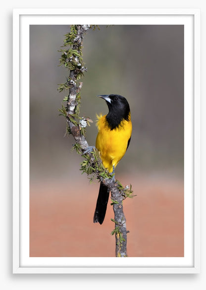 Audubon's oriole