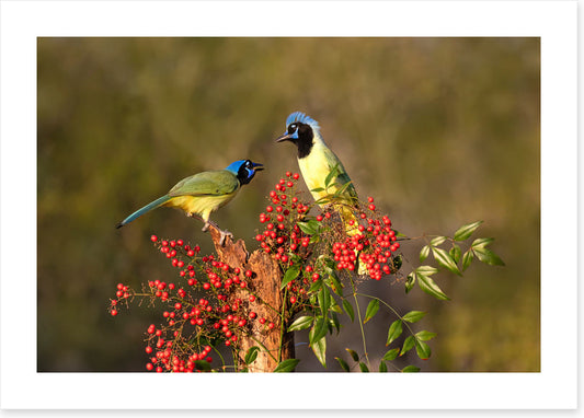 Birds