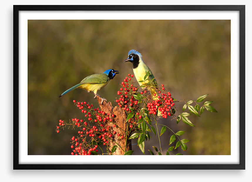Birds