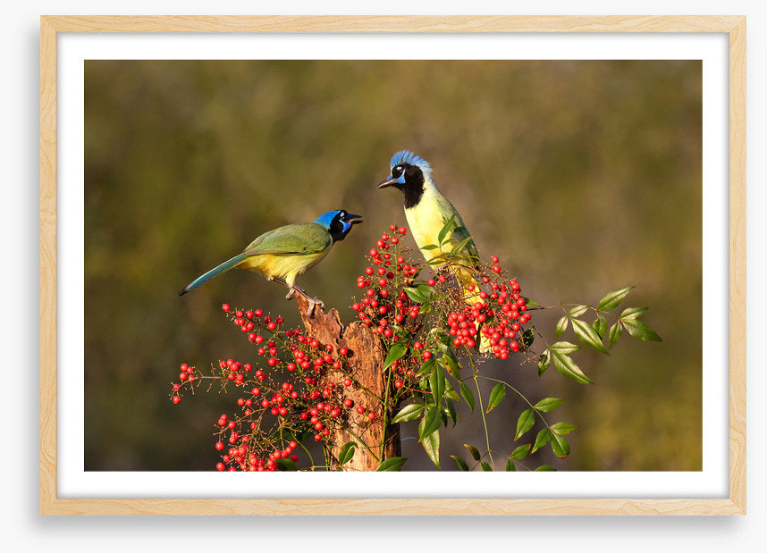 Birds