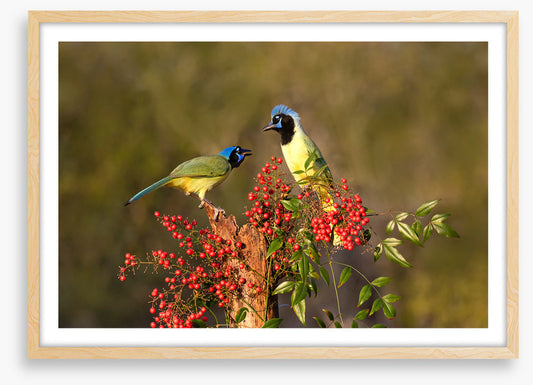 Birds