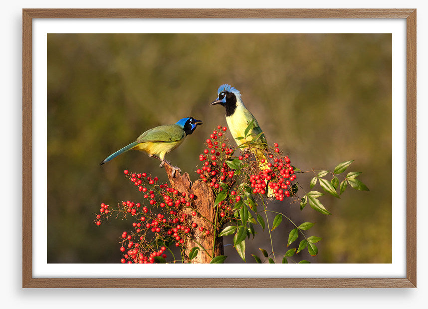 Birds