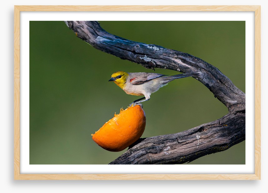 Birds